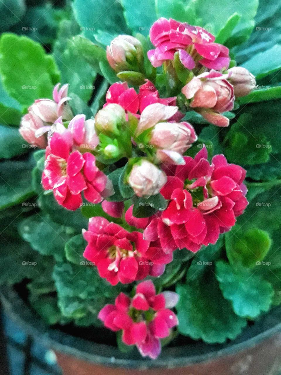 Beauty of red pretty flower