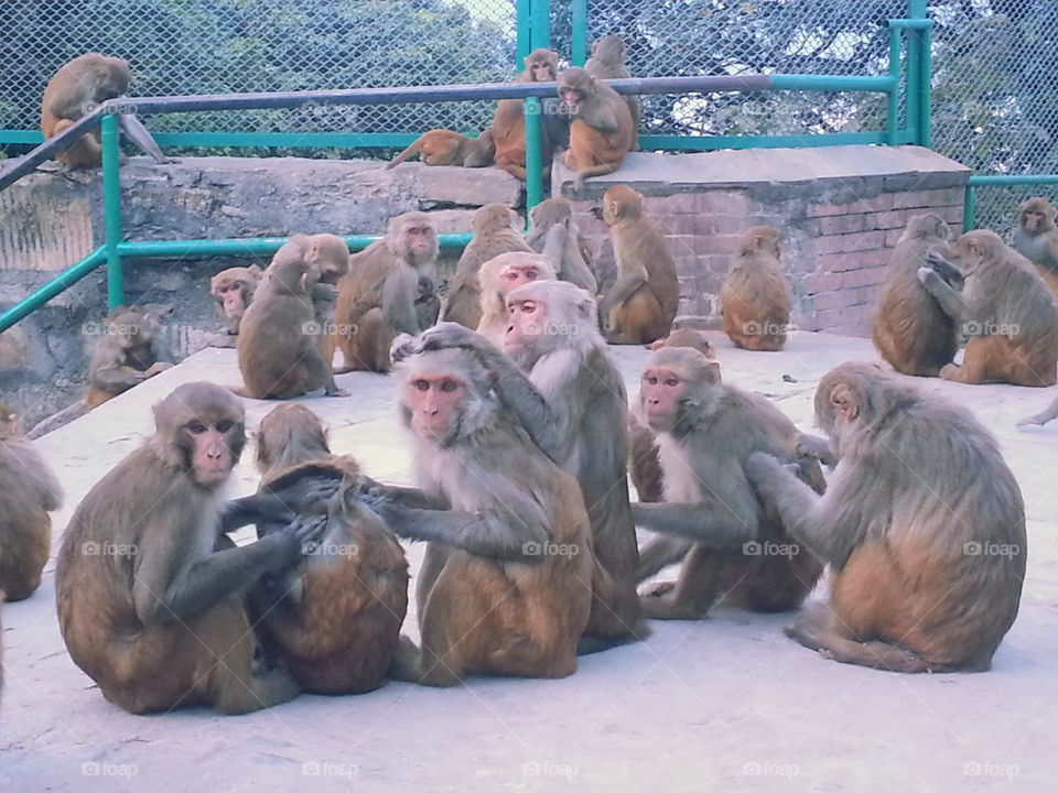 Swayambunath Temple Monkeys