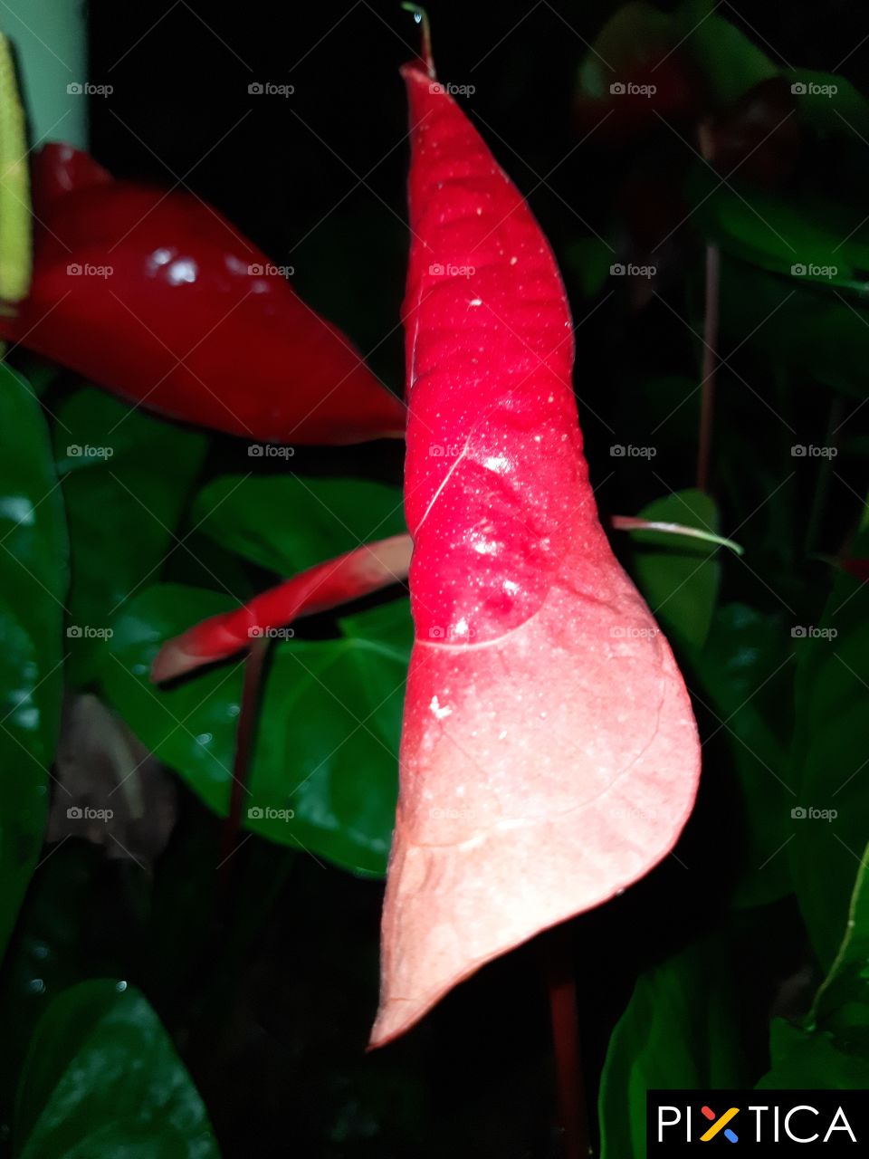 Anthurium flower bud