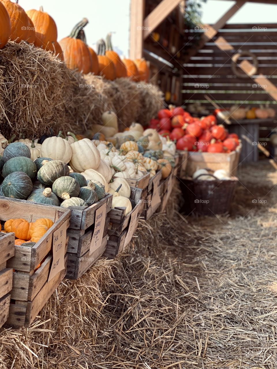 pumpkin farm