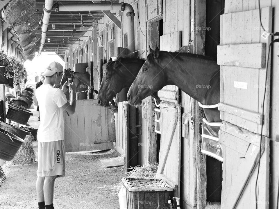 Take my Picture . Saratoga and horse haven barns during the Summer. Horses are in their stables and excited for visitors to take photos. 