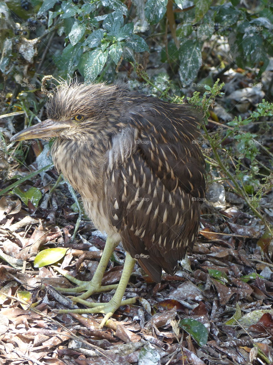 Baby night heron