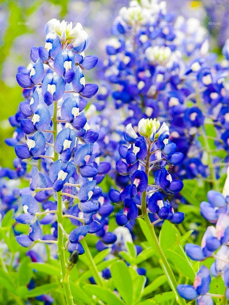 Texas Blue Bonnets