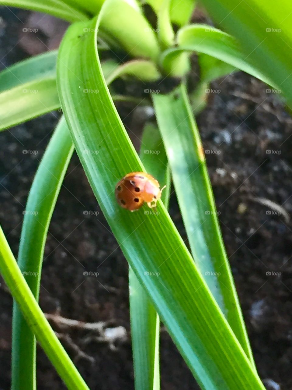 Lady bug on plant 