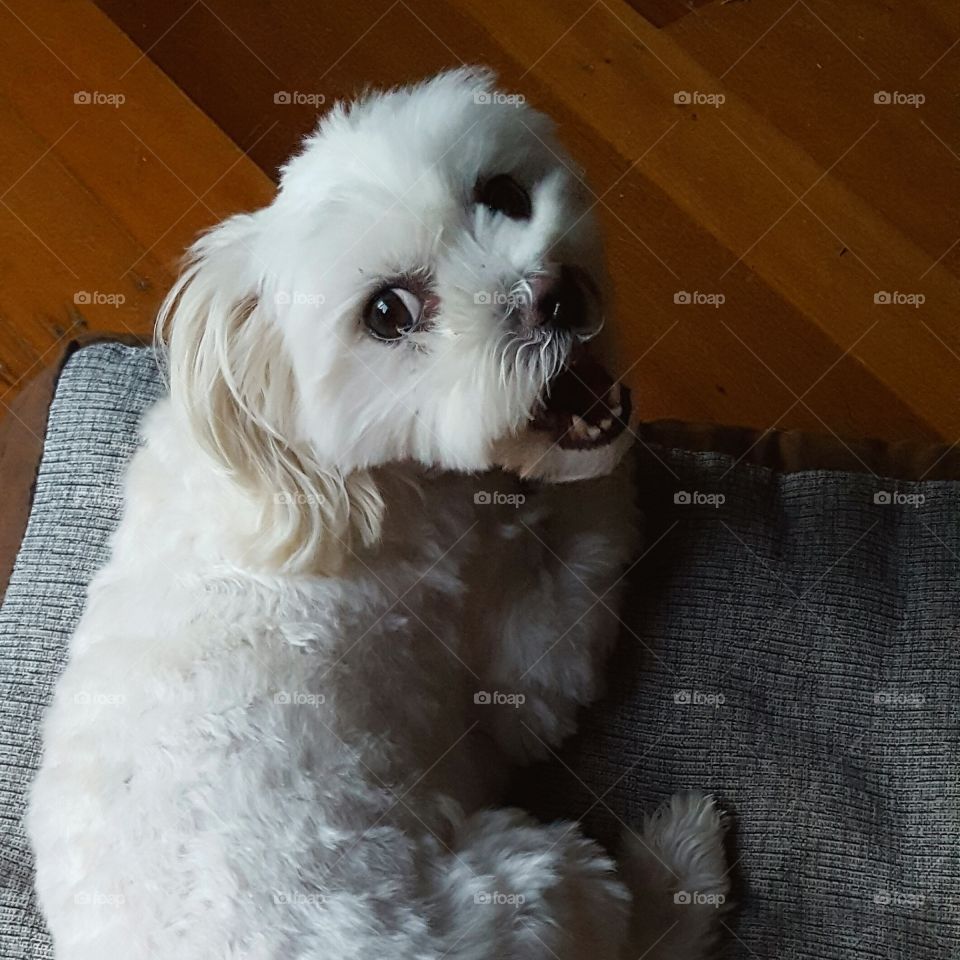cute Maltese shitzu dog