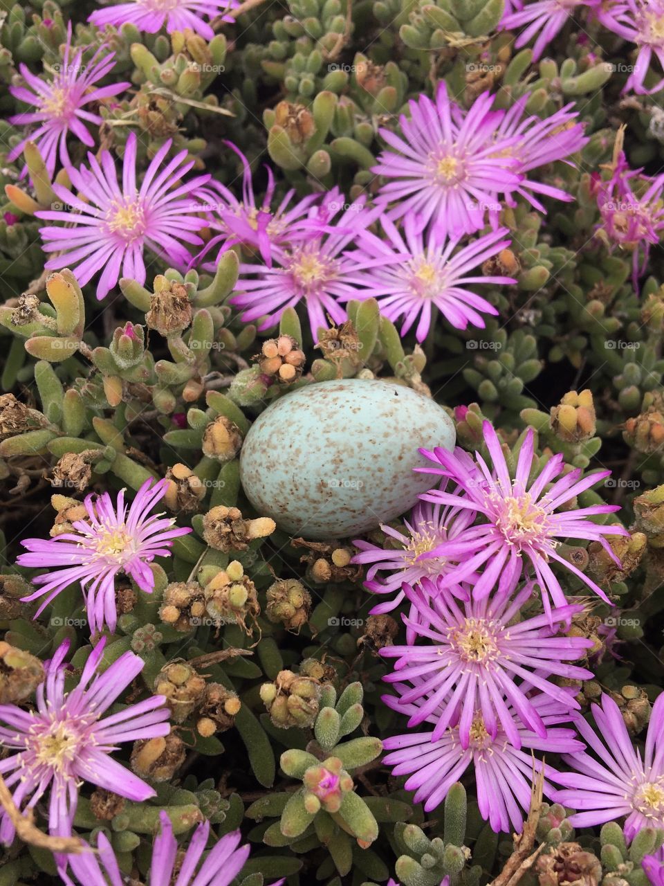 Wild little bird lost egg in wild flowers