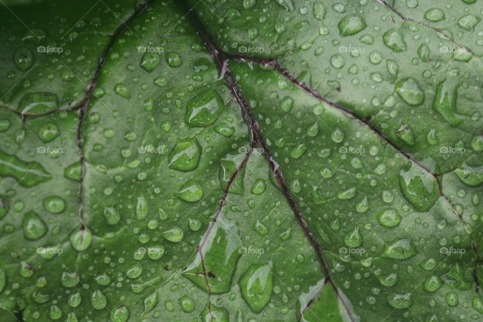 Green leaf in drops of rain