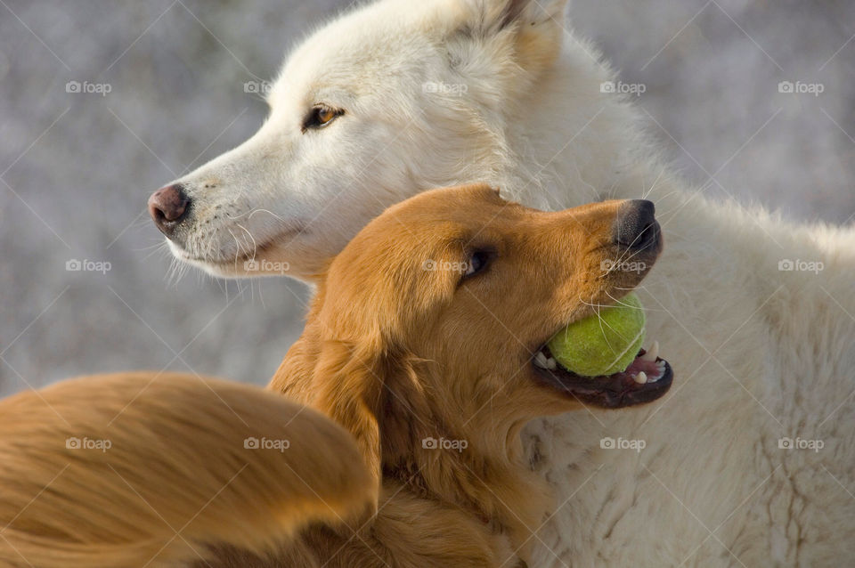 Golden retriever and Samoyed Shepherd wolf fighting over a tennis ball
