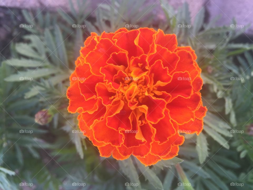 A marigold as beautiful as fire is hot. 