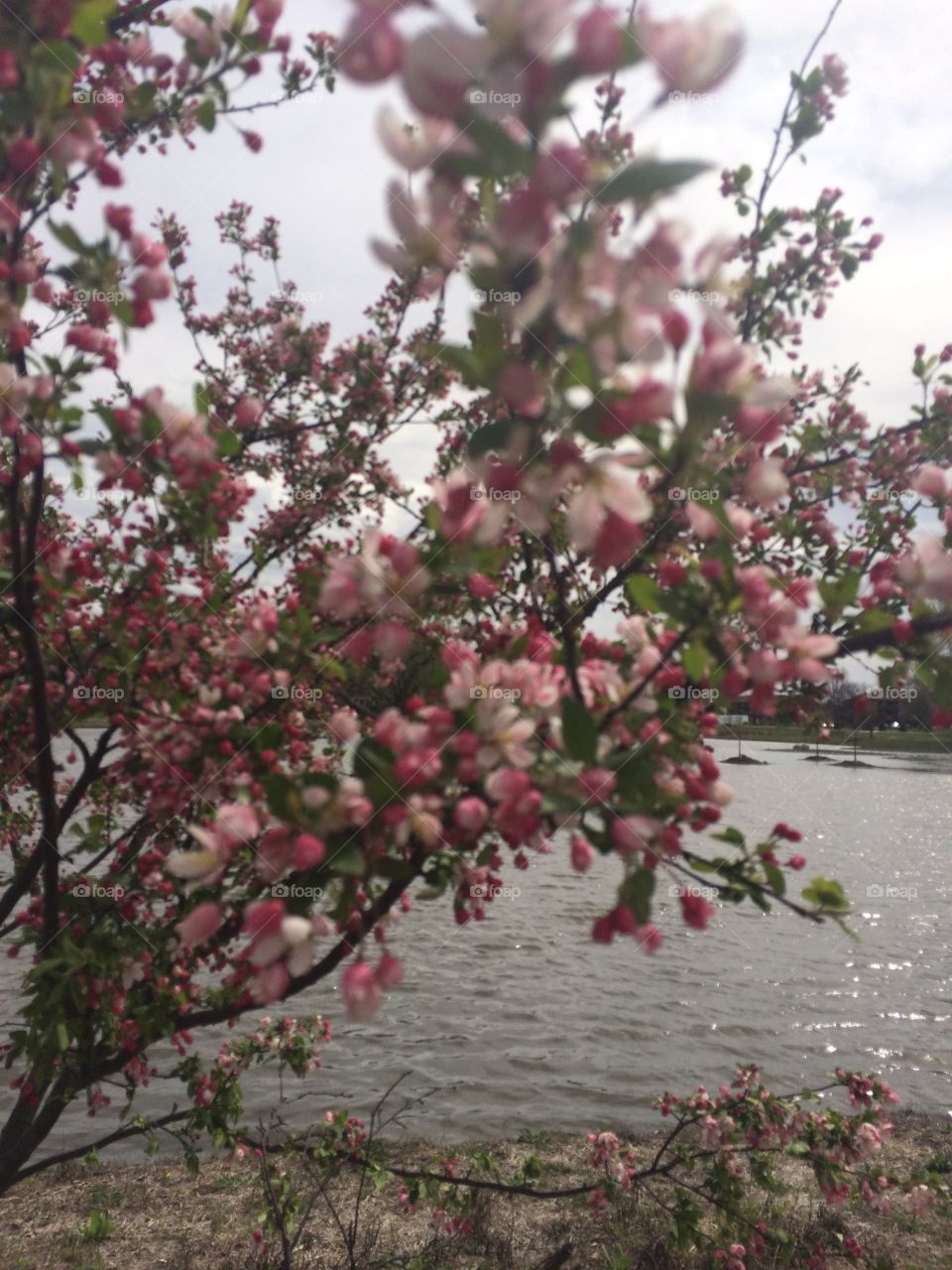 Blossoms over the lake 