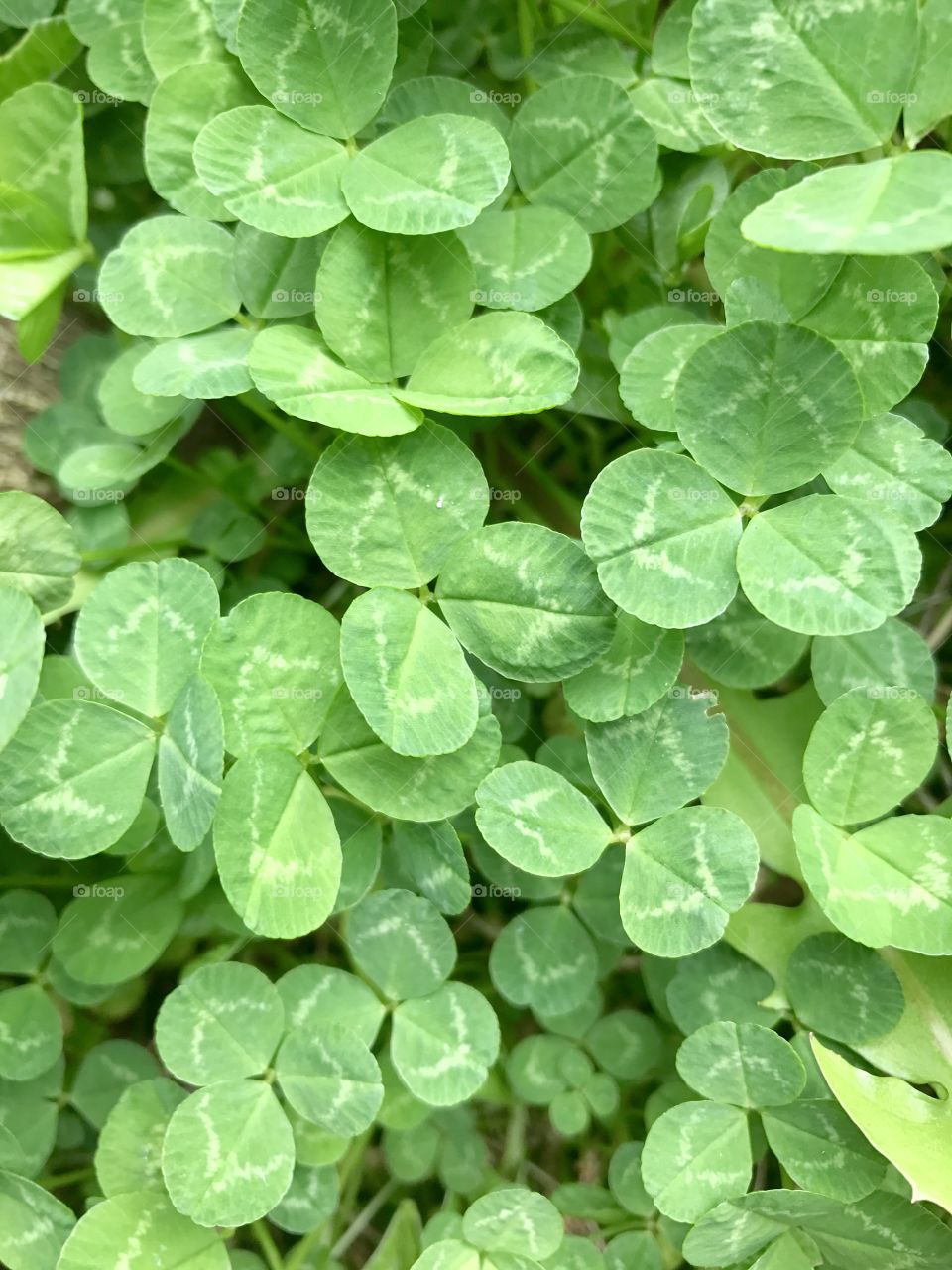 Clover leaves in the garden. 