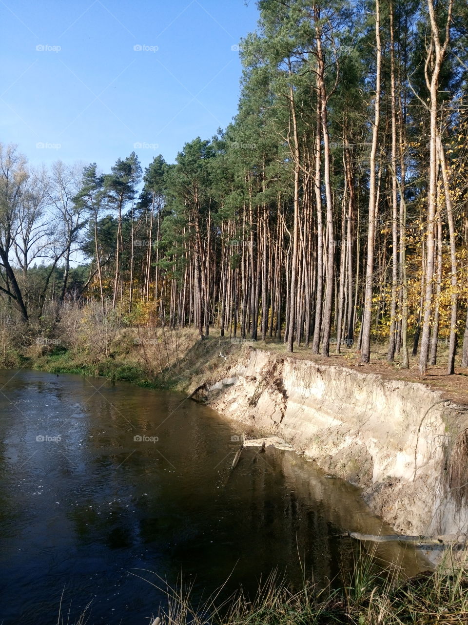 the river,  slope and pines |polish nature | my neighborhood