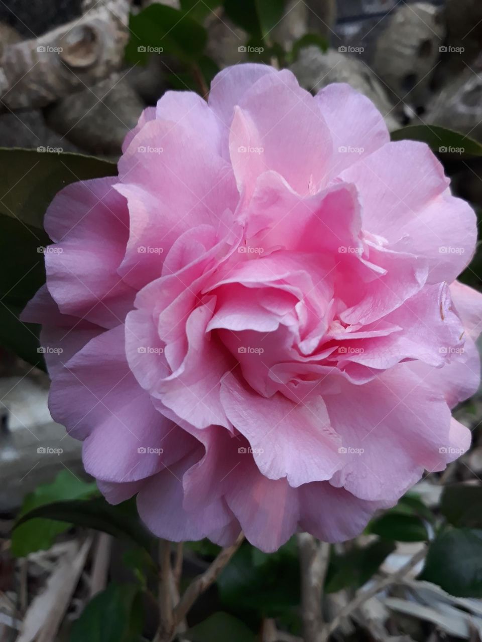 Beautiful pink colour flower in bloom