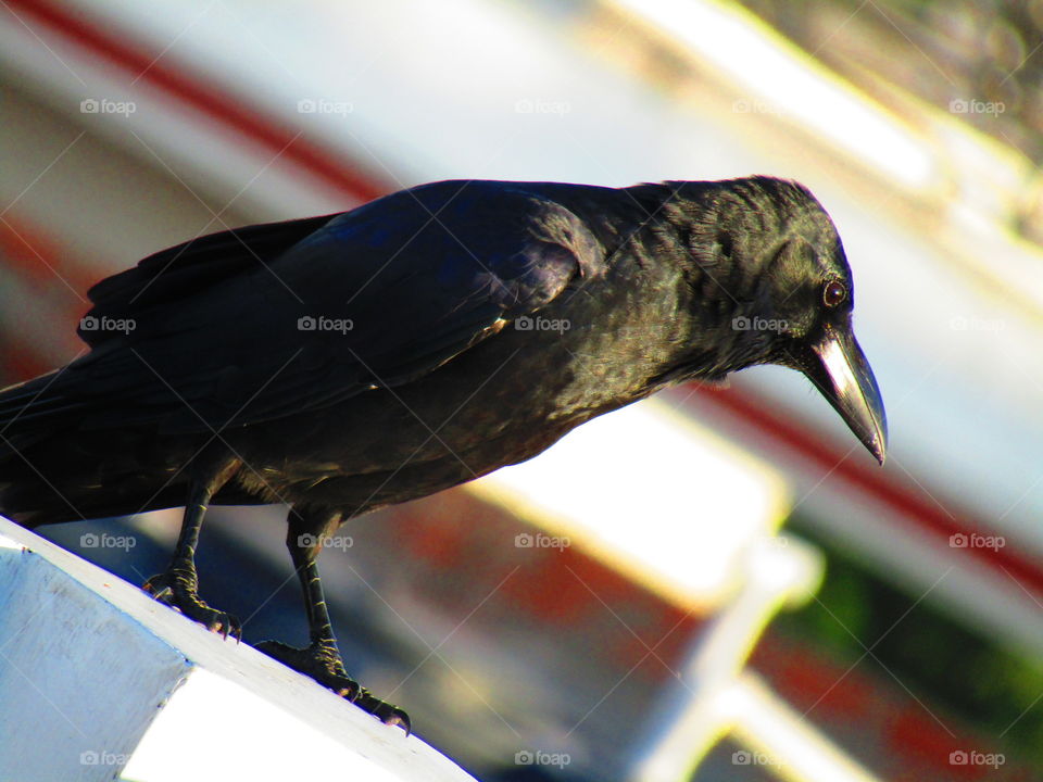The Indian jungle crow (Corvus culminatus) is a species of crow found across the Indian Subcontinent south of the Himalayas.