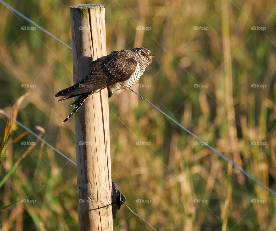 A cuckoo on the wire in early Autumn evening light in Espoo, Finland.
