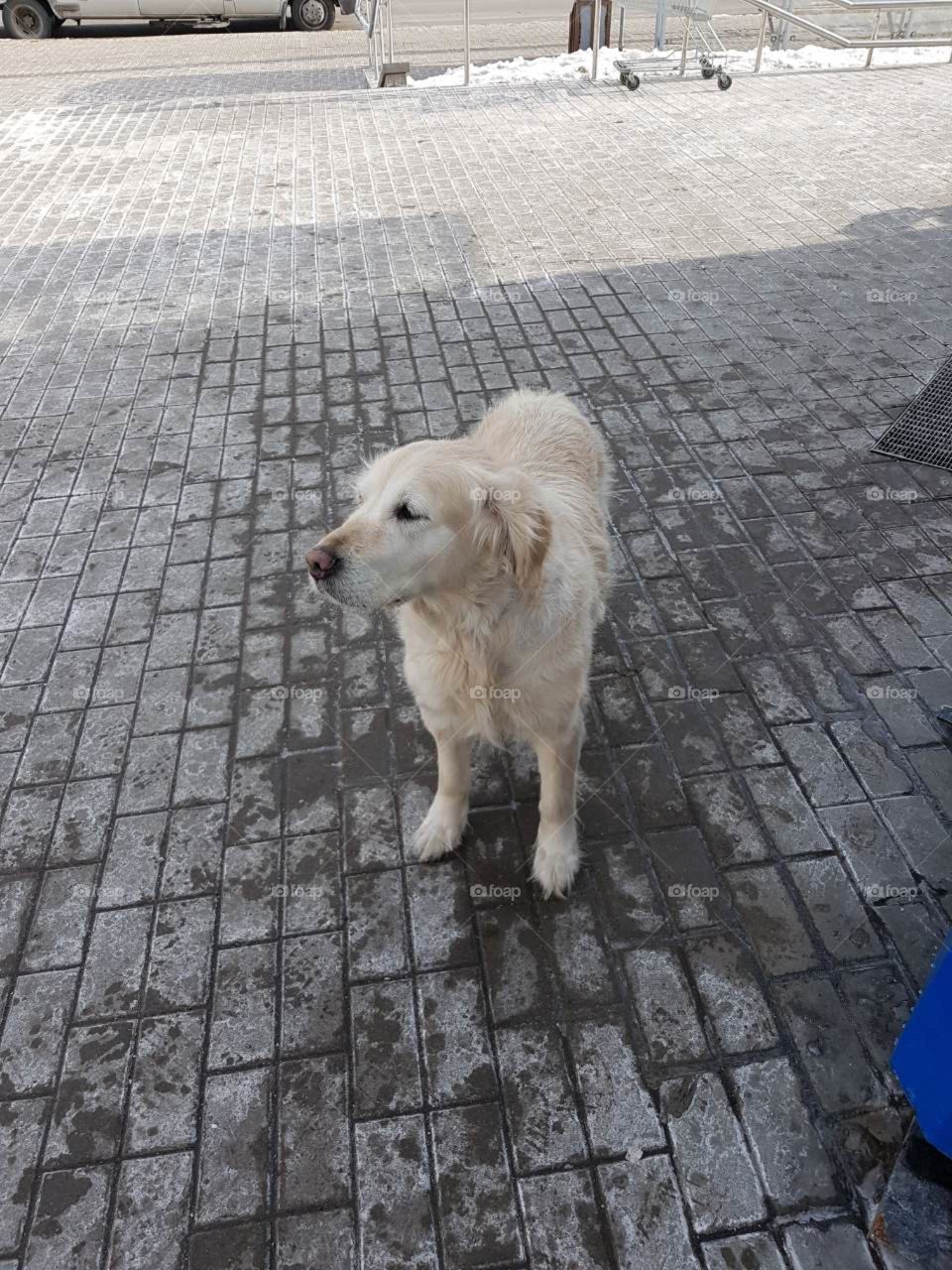 Lost labrador near the shop