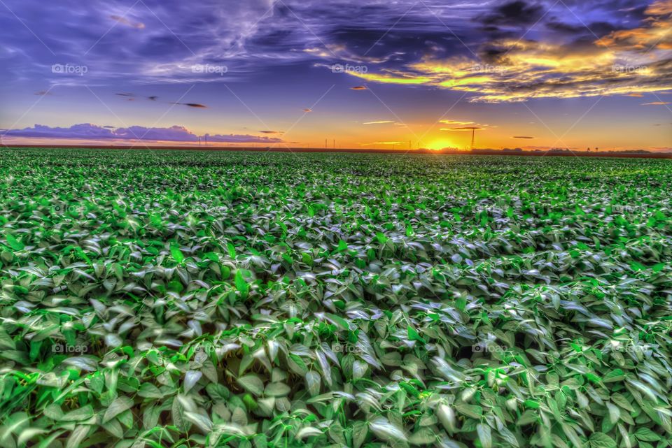 Soy plantation . A sea of soy is seen in the middle lands of Brazil. 