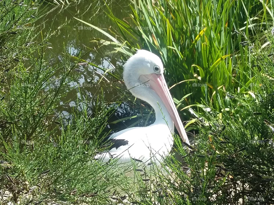 pelican