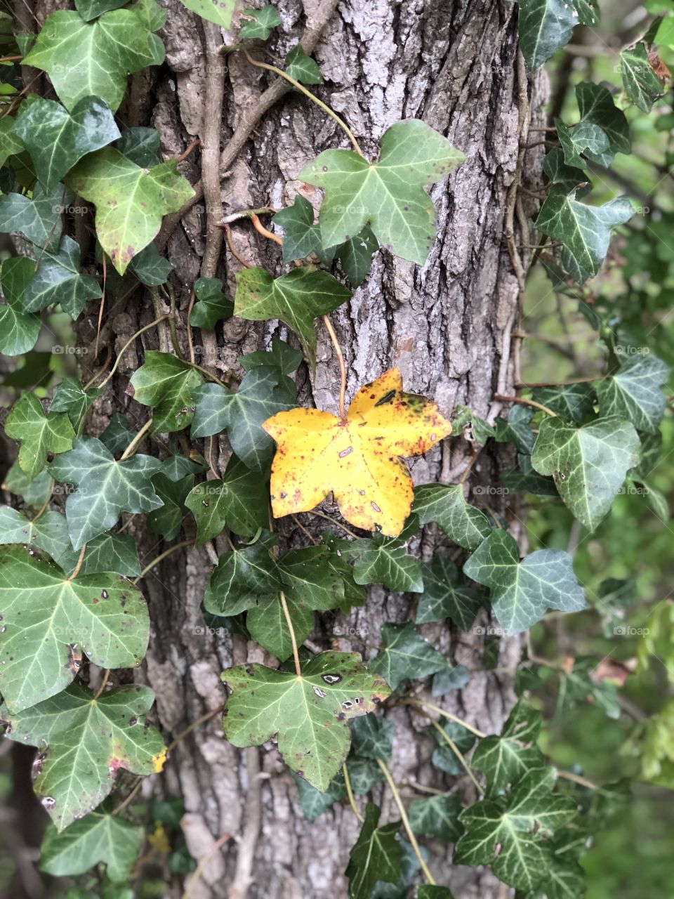 Yellow leaf