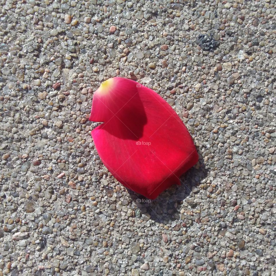 a petal on the sidewalk
