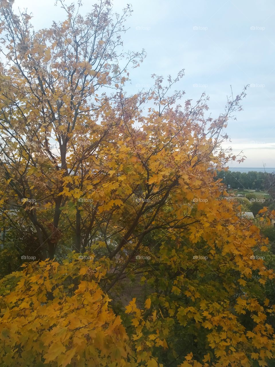 autumn in the window