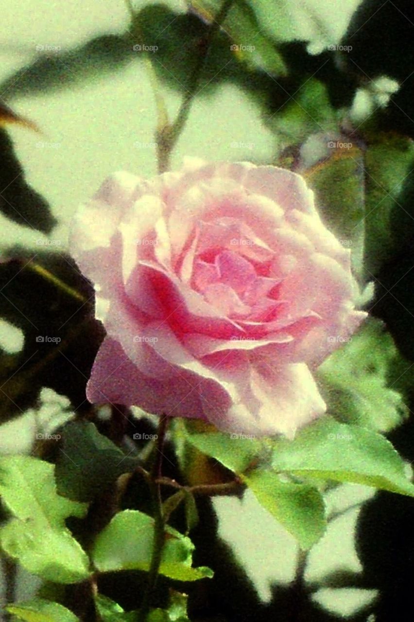 The Pink Rose