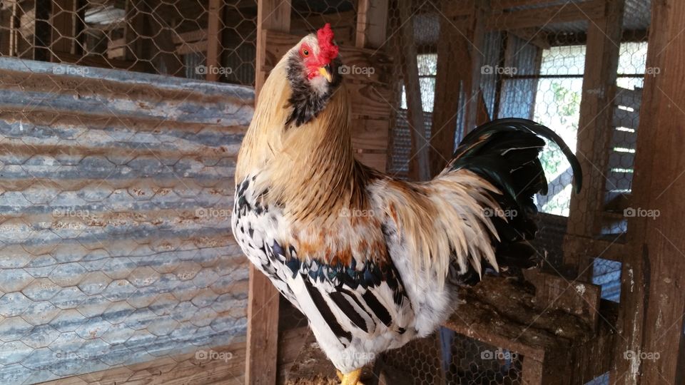 Poultry, Bird, Farm, Hen, Animal