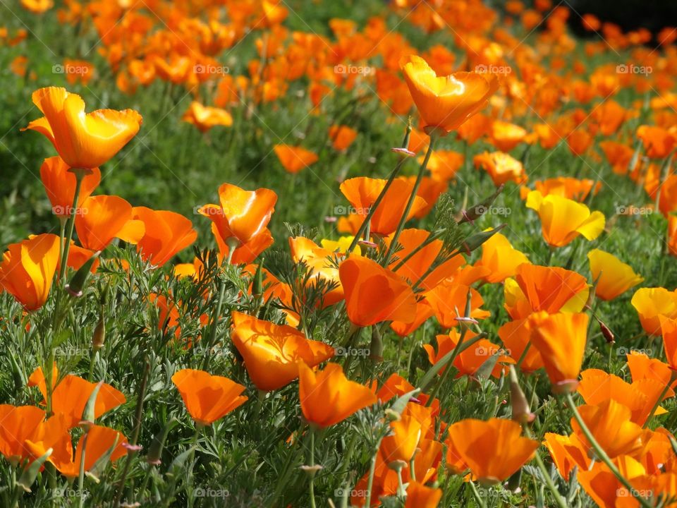 Poppies Blooming In Northern California 