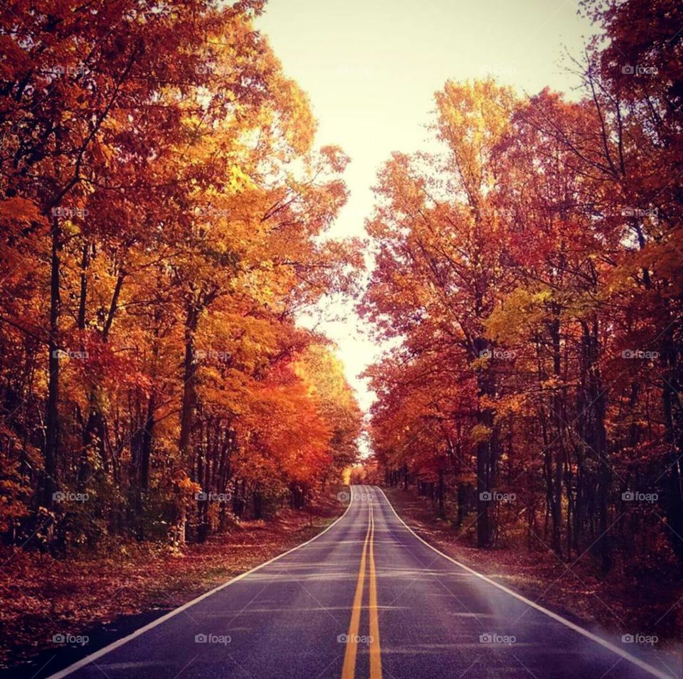 Roads of Fall