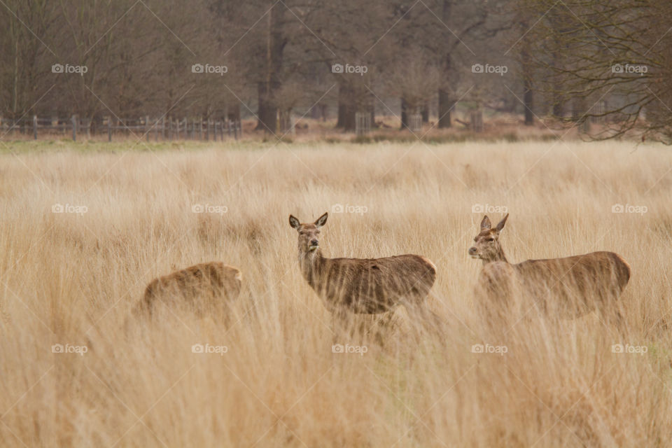 Mammal, Deer, Wildlife, No Person, Nature