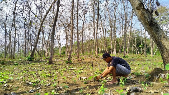 Reforestation