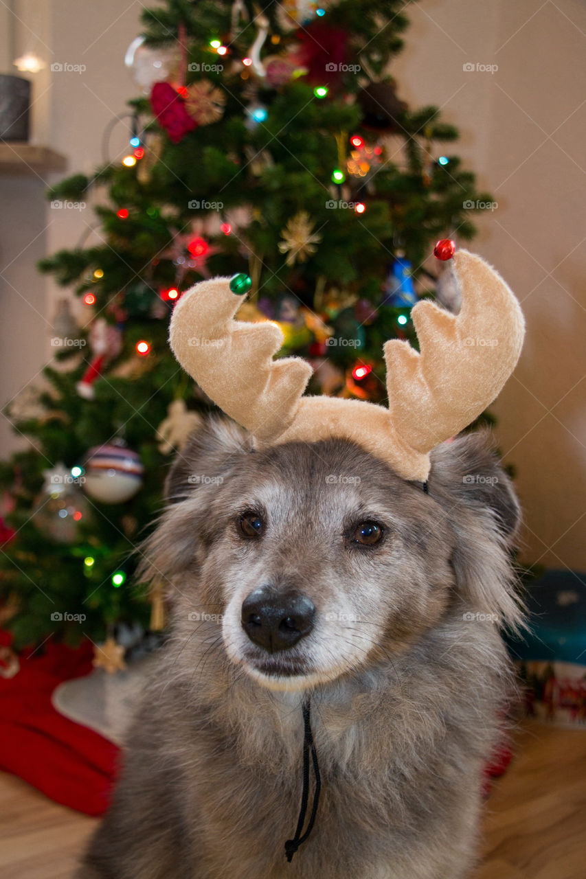 Reindeer pup