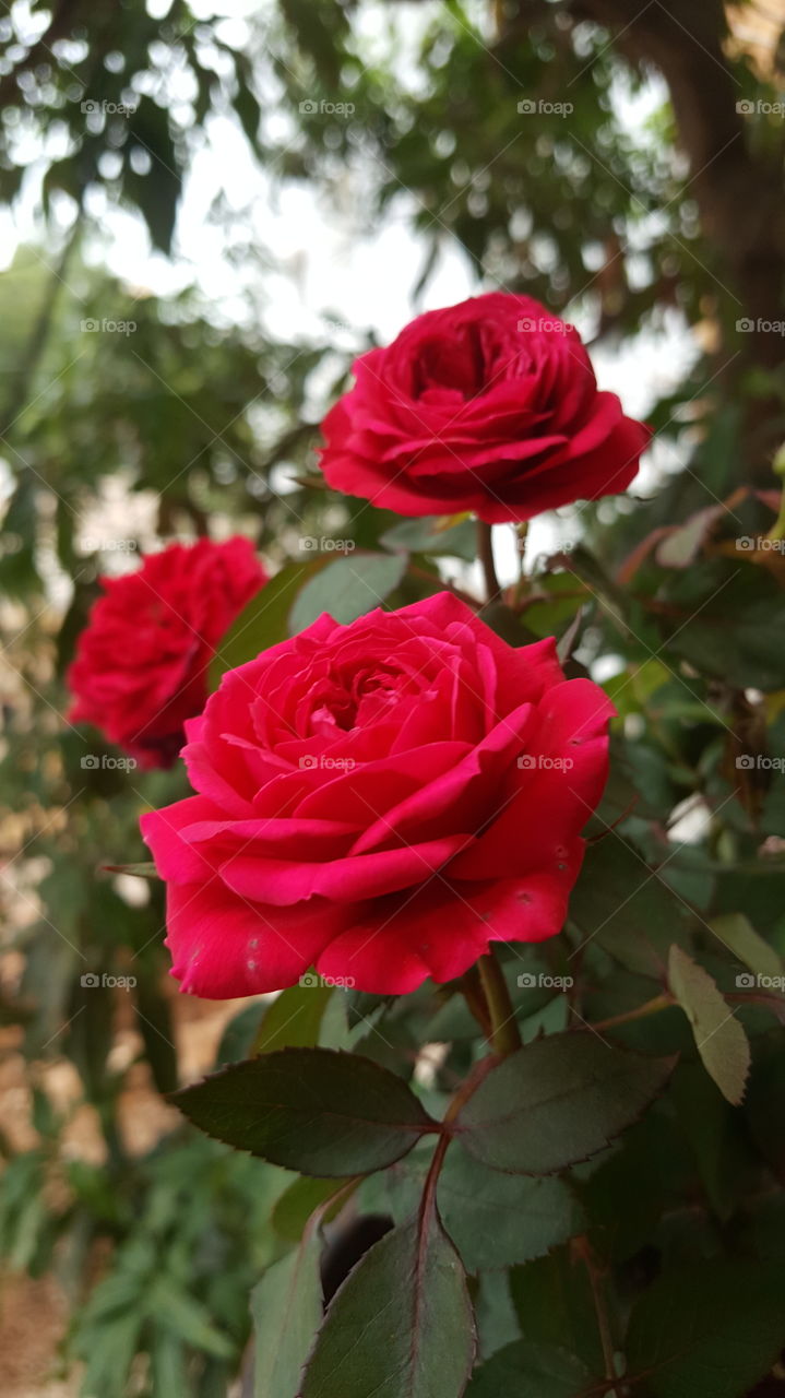 #rk #floral #flora #red #redflower #rose #flower #love #nature #bud #bright #blooming #fairweather #lovesymbol #shrub #botanical #outdoor