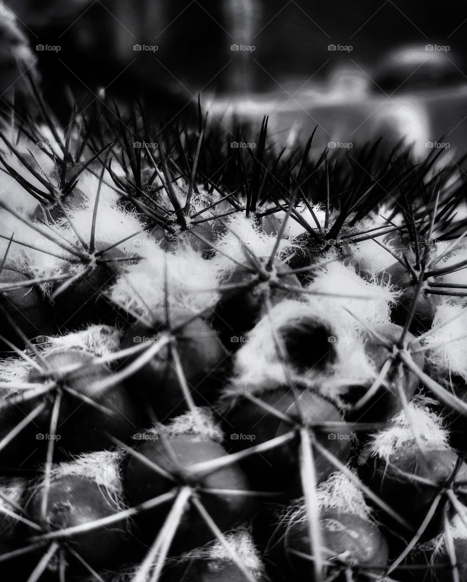 cactus spines