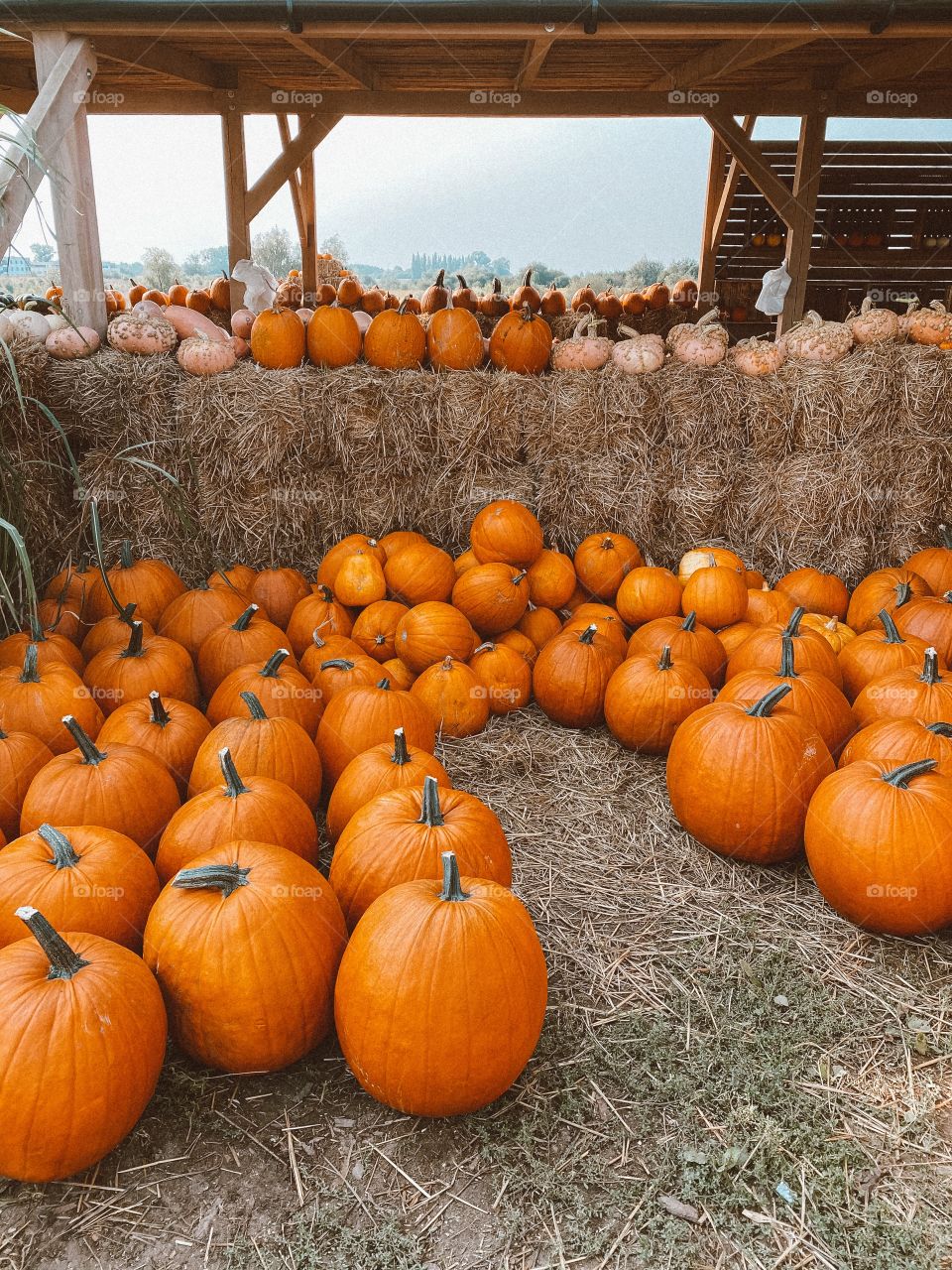 Pumpkins