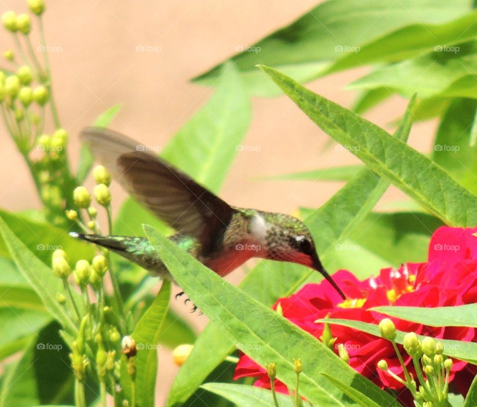 Hummingbird Flower