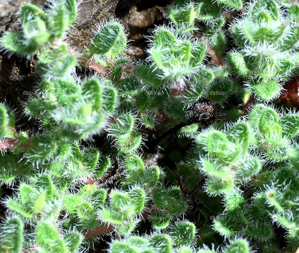 Tiny cactus looks like it's growing hair