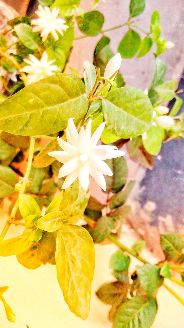 bewtiful rare indian jasmine flower