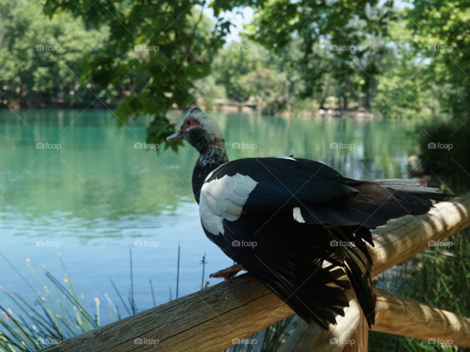 Duck#bird#animal#nature#lake#wild#colors#trees