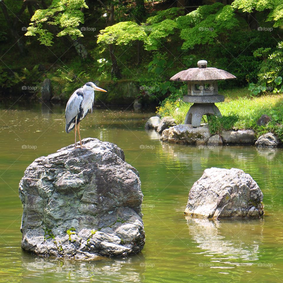 Heron in a Japanese garden