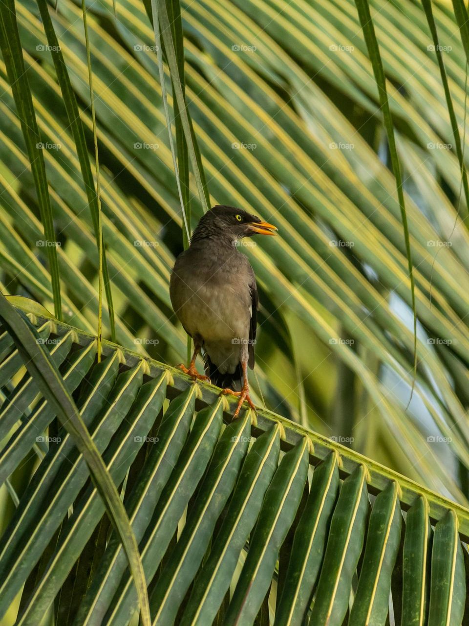 Perching