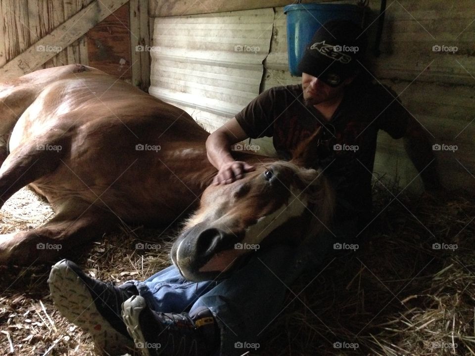 Halflinger draft horse injury. Nursing a friends Halflinger draft horse back to health with some tlc and time