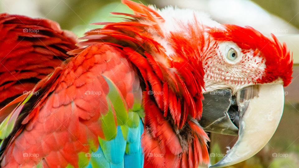 Ave, color y texturas