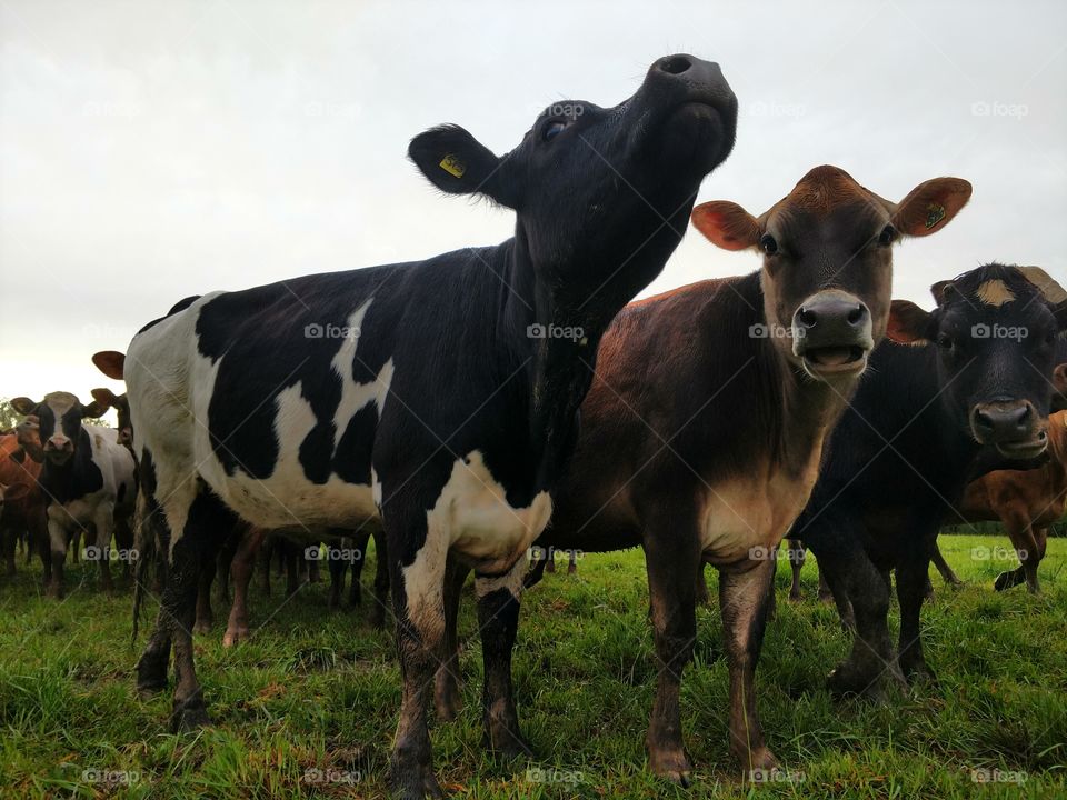 Cow, Agriculture, Mammal, Cattle, Pasture