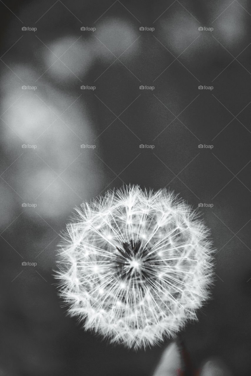 dandelion