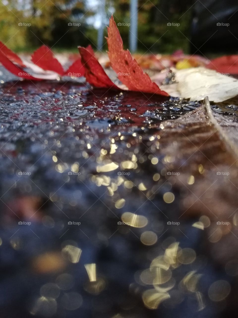 The dry fallen leaves of the rowan on a wet asphalt in the yard. The drops of water on a pale petiole and the red colored bent leaves, which are upside down. A blurry and bright view in the front.
