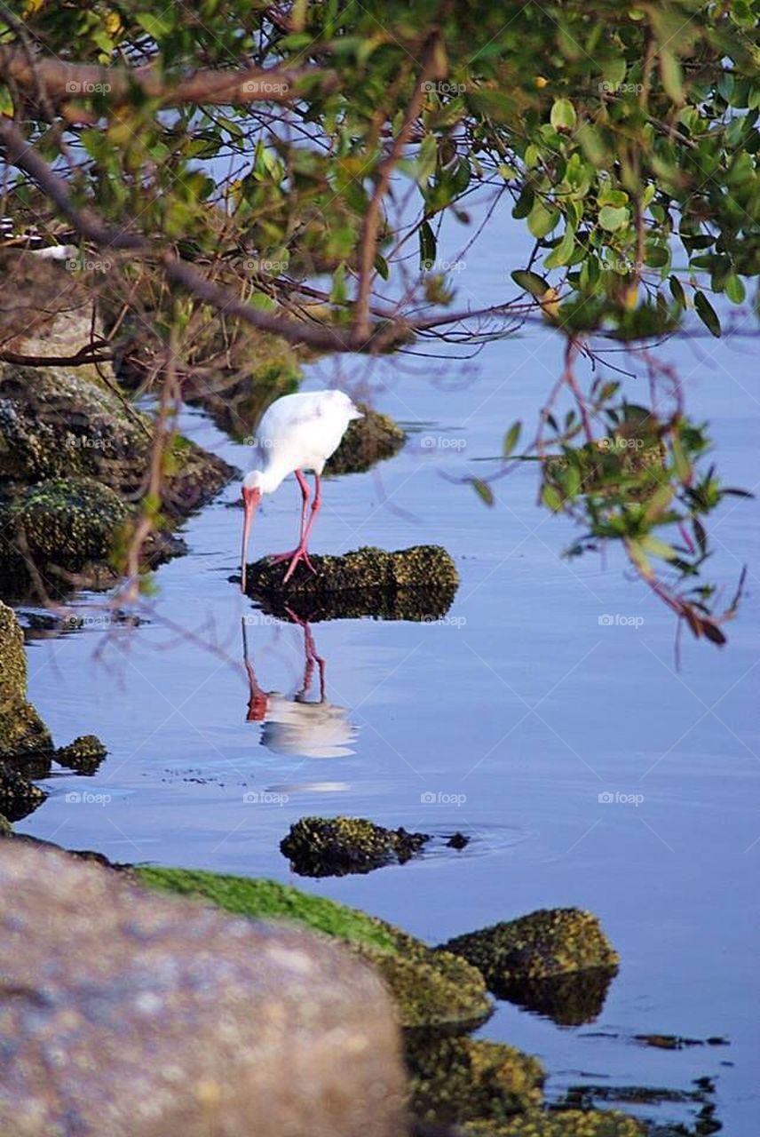 Florida birds