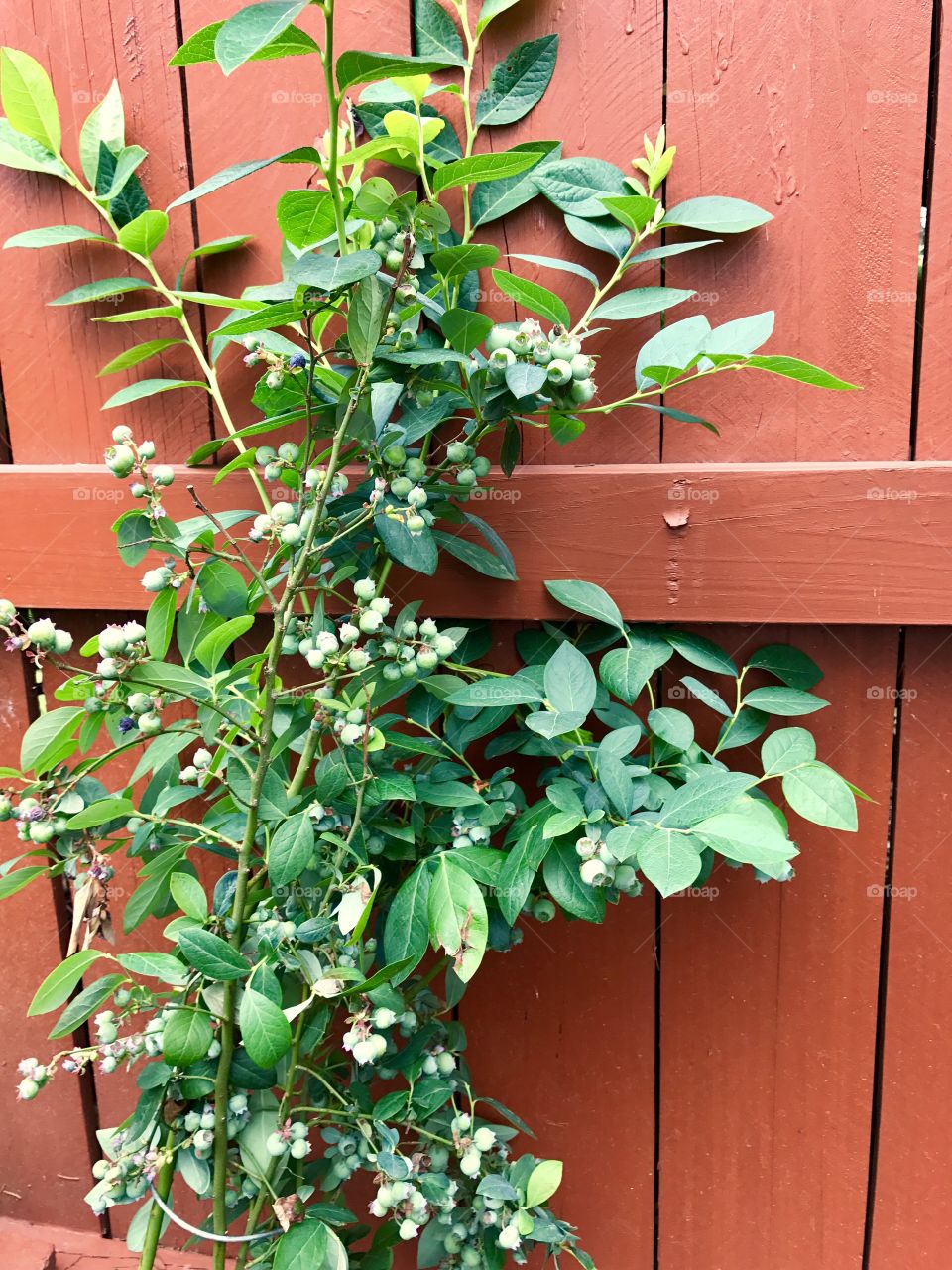 Berry Bush On Fence