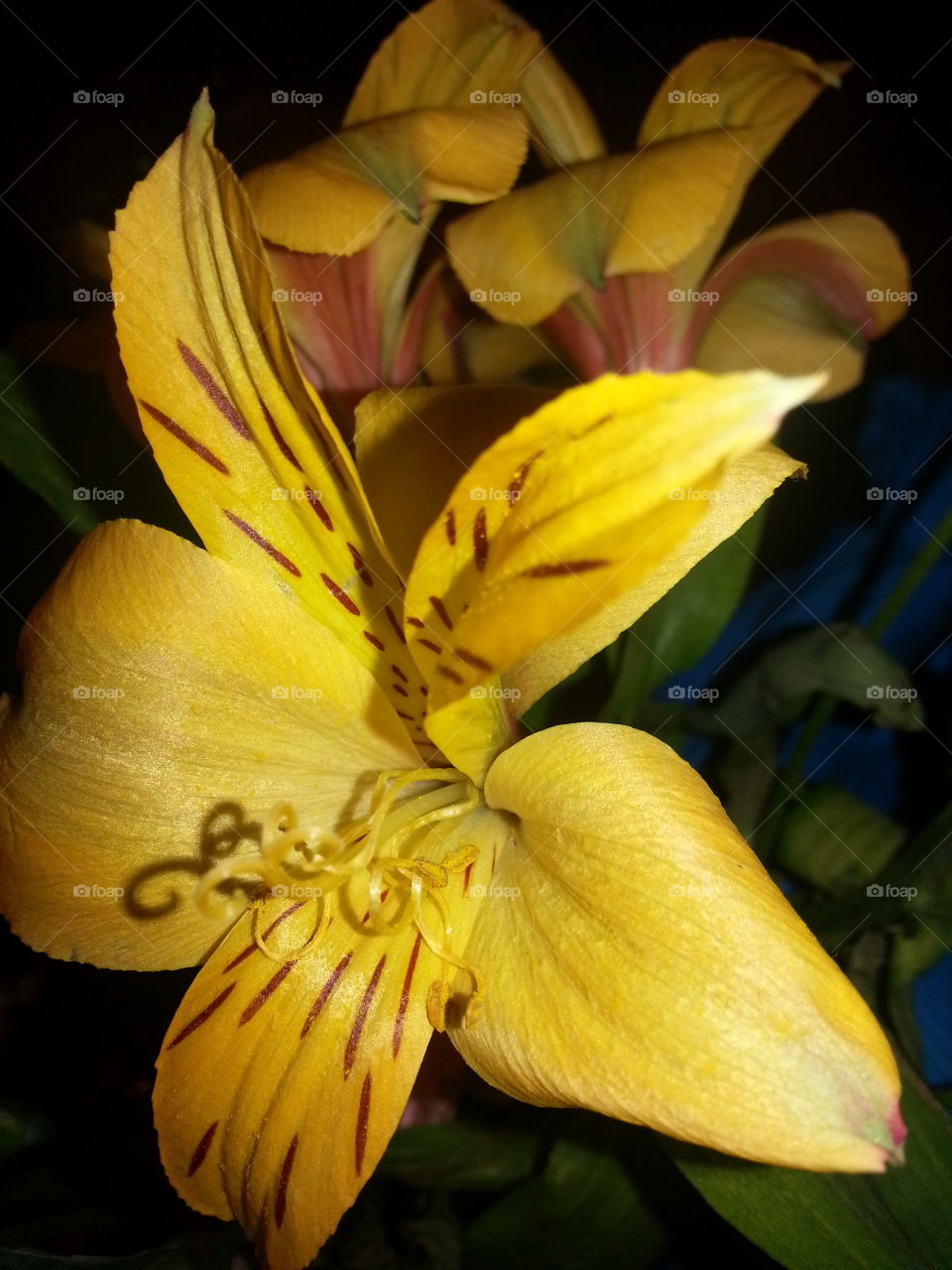 yellow flowers. flowers in a vase at my sisters house