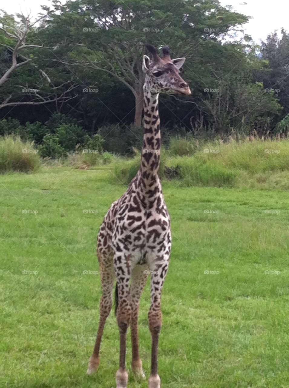 Baby Giraffe. Baby giraffe